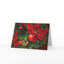 Belleza del Poinsettia