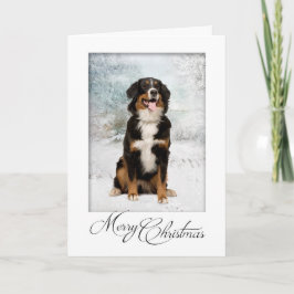 Tarjeta Festiva Bernese Mt. Dog Navidades Card