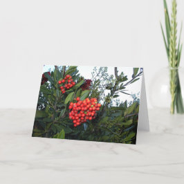 Tarjeta Festiva Berries Red Cotoneaster: Temporada navideña