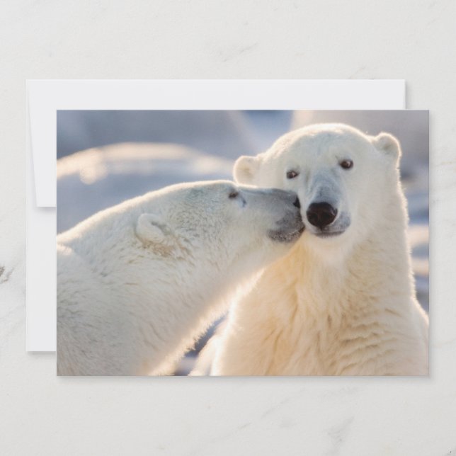 Tarjeta Festiva Beso de oso polar (Anverso)