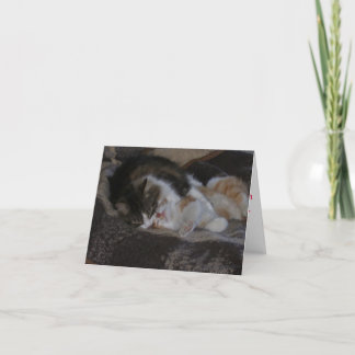 Tarjeta Festiva Besos del amor y del gatito