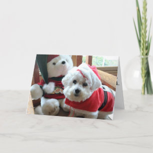 Tarjeta Festiva ¡Bichon Frise que celebra en estilo!