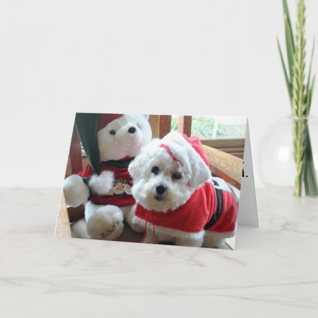 Tarjeta Festiva ¡Bichon Frise que celebra en estilo! (Anverso)