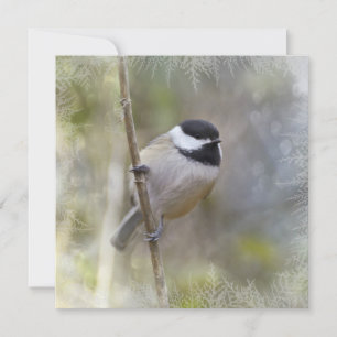 Tarjeta Festiva Black Capped Chickadee Cedar Branches Winter Bird