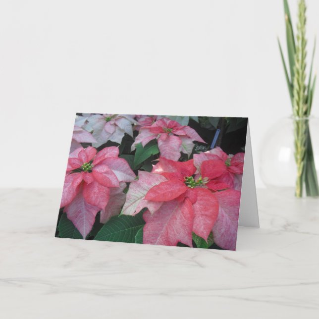 Tarjeta Festiva Blossoms de Poinsettia (Anverso)