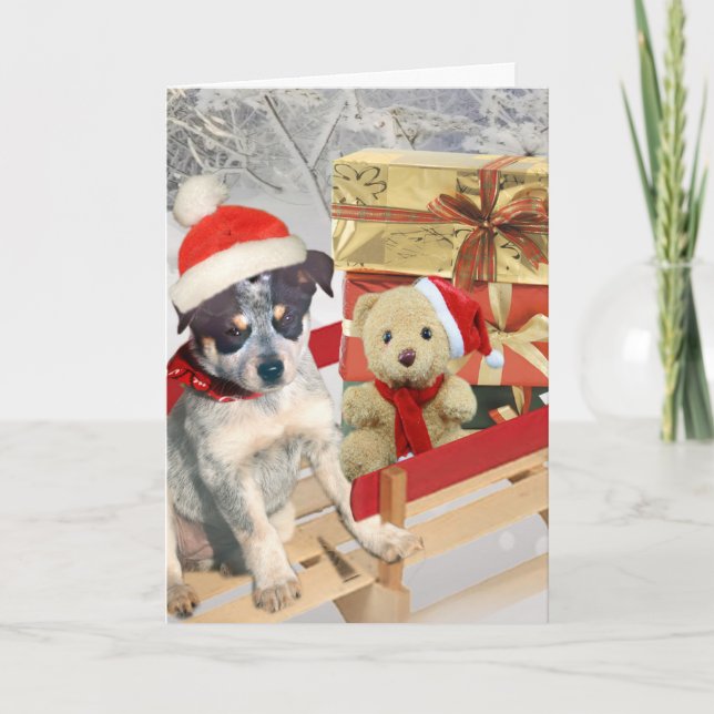 Tarjeta Festiva Blue Heeler te desea unas caricias navideñas (Anverso)