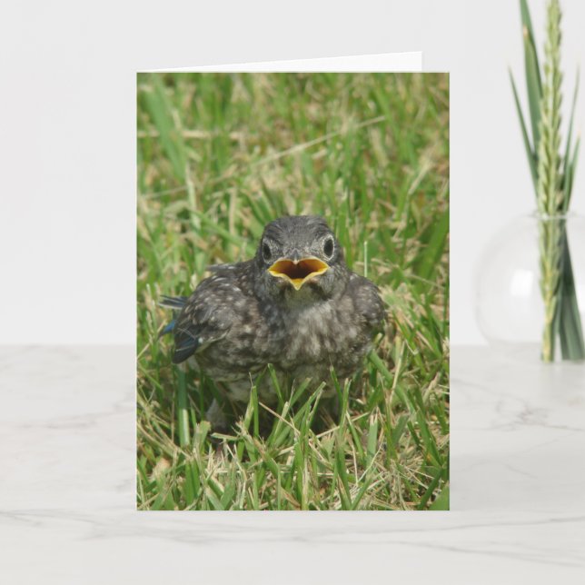 Tarjeta Festiva Bluebird del bebé (Anverso)