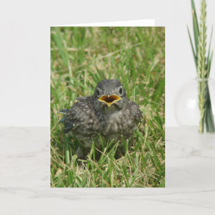 Tarjeta Festiva Bluebird del bebé