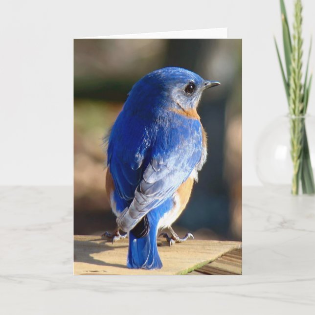 Tarjeta Festiva Bluebird del este dulce (Anverso)
