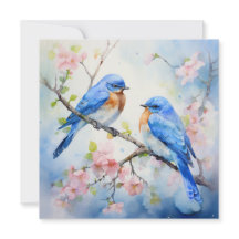 Bluebirds occidental