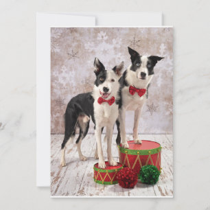 Tarjeta Festiva Border Collies