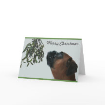 Boxer Dog Jolie con Mistletoe