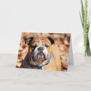 Tarjeta Festiva Bulldog Buddy