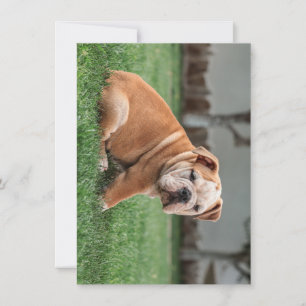 Tarjeta Festiva bulldog cachorro rojo y blanco