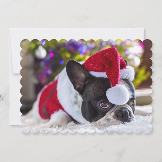 Tarjeta Festiva Bulldog francés en el gorra de Santa debajo del (Anverso)