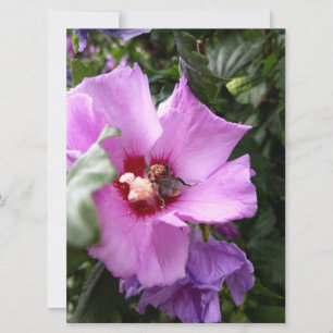Tarjeta Festiva Bumblebee en la flor de Hibiscus