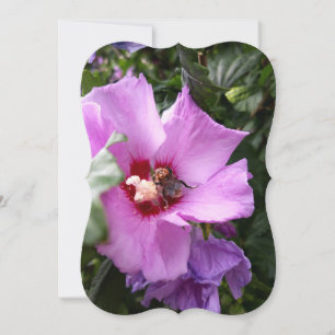 Tarjeta Festiva Bumblebee en la flor de Hibiscus