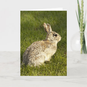 Tarjeta Festiva Buuny alerta