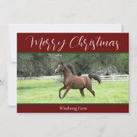Caballo Árabe Rojo 1 Foto De Navidades Agrícolas