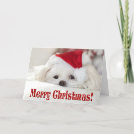 Tarjeta Festiva Cachorro de raza Maltés blanco, esponjoso y lindo