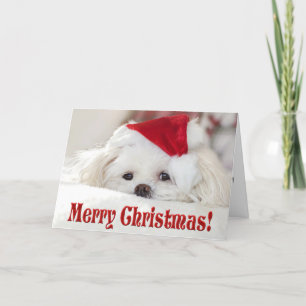 Tarjeta Festiva Cachorro de raza Maltés blanco, esponjoso y lindo