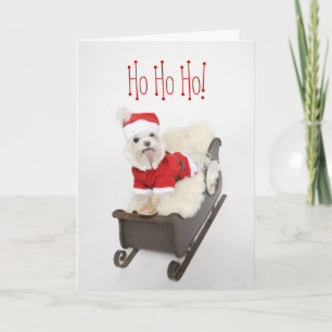 Tarjeta Festiva Cachorro De Santa Maltesa En Navidades De Sleigh