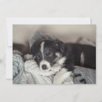 cachorro durmiendo plano