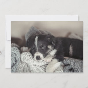 Tarjeta Festiva cachorro durmiendo plano