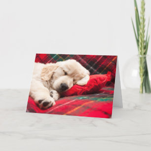 Tarjeta Festiva Cachorro Durmiendo Sobre Cuadros