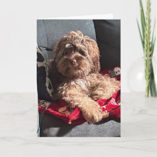TARJETA FESTIVA CACHORRO SERIO DICE "FELIZ CUMPLEAÑOS"