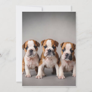 Tarjeta Festiva Cachorros de Bulldog cúrcuitos Regalo de los ama