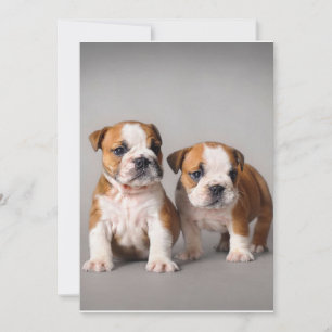 Tarjeta Festiva Cachorros de Bulldog ingleses   Bulldog de par en 