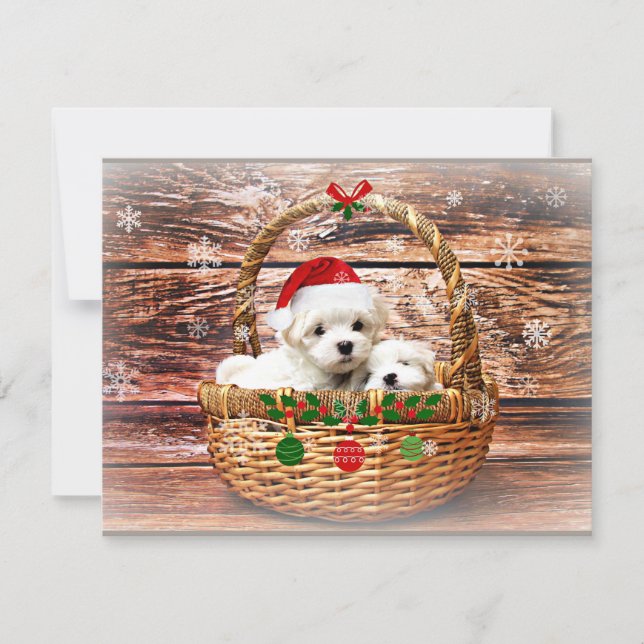 Tarjeta Festiva Cachorros de Navidades malteses (Anverso)