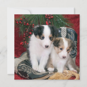 Tarjeta Festiva Cachorros de ovino de Shetland Holiday