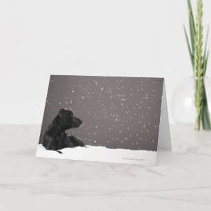 Tarjeta Festiva Cachorros tirados en la nieve mirando copos de nie
