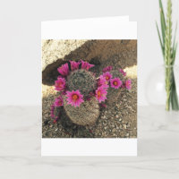 Cactus rosado en la floración