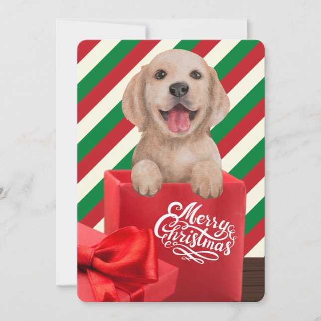 Tarjeta Festiva Caja de regalo cachorro Retriever dorado raya roja (Anverso)