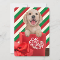 Caja de regalo cachorro Retriever Dorado Raya Roja
