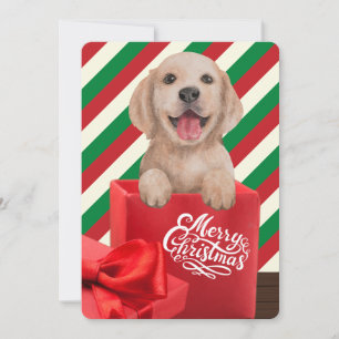 Tarjeta Festiva Caja de regalo cachorro Retriever Dorado Raya Roja