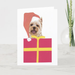 Tarjeta Festiva Caja de regalo del gorra de Westie Santa