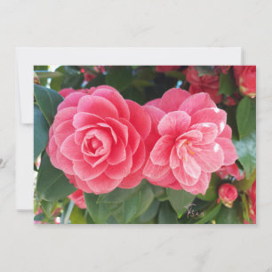 Tarjeta Festiva camelias