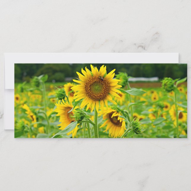 Tarjeta Festiva Campo de girasol (Anverso)