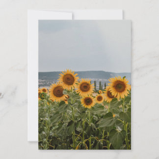 Tarjeta Festiva Campo de Girasoles Hermosos Fotografía de Naturale