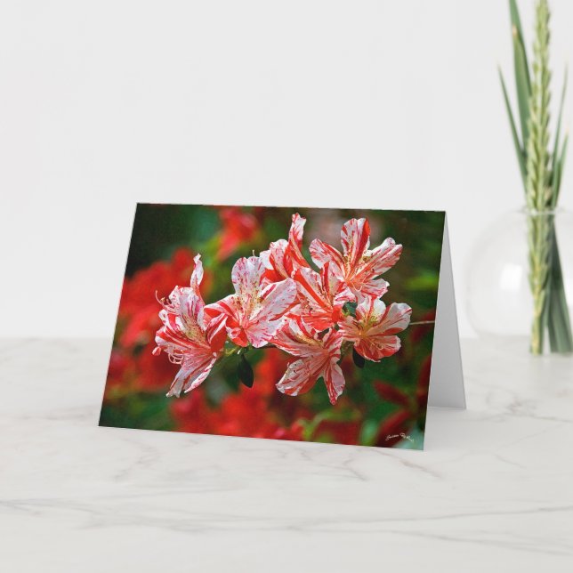 Tarjeta Festiva Candy Canes (Anverso)