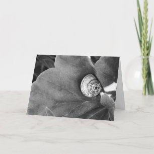 Tarjeta Festiva Caracol