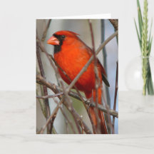 Cardenal de Navidades italianos modernos