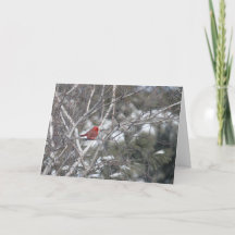 Cardenal del invierno