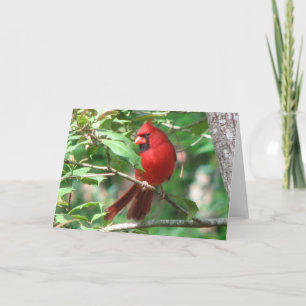 Tarjeta Festiva Cardenal en Holly