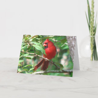 Tarjeta Festiva Cardenal en Holly