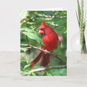 Tarjeta Festiva Cardenal en Holly Card